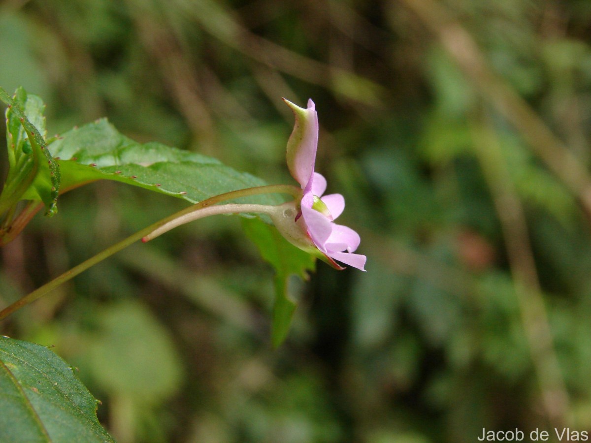 Impatiens leptopoda Arn.